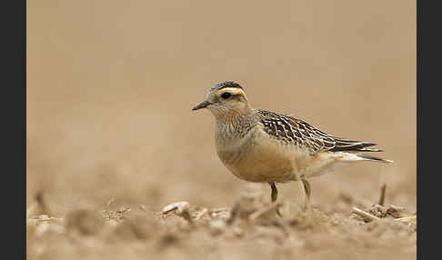 Mornellregenpfeifer (Charadrius morinellus)