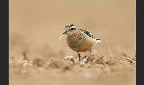 Mornellregenpfeifer (Charadrius morinellus)