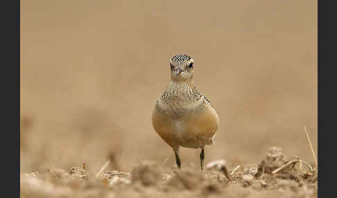 Mornellregenpfeifer (Charadrius morinellus)