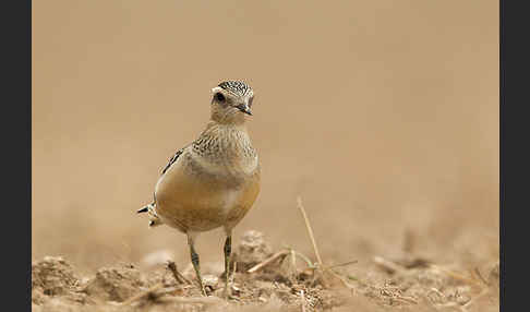 Mornellregenpfeifer (Charadrius morinellus)