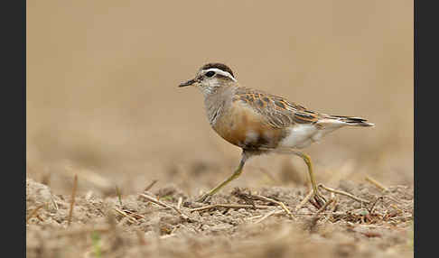 Mornellregenpfeifer (Charadrius morinellus)