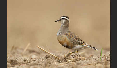 Mornellregenpfeifer (Charadrius morinellus)