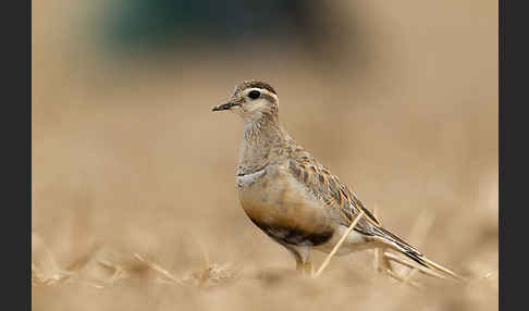 Mornellregenpfeifer (Charadrius morinellus)