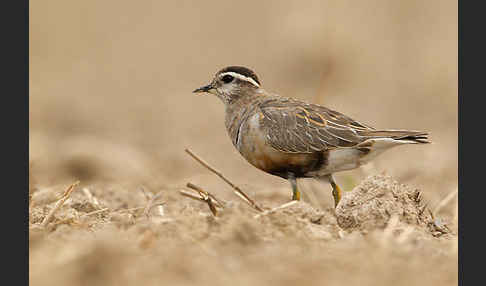 Mornellregenpfeifer (Charadrius morinellus)