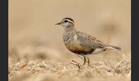 Mornellregenpfeifer (Charadrius morinellus)