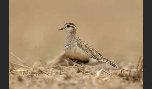 Mornellregenpfeifer (Charadrius morinellus)