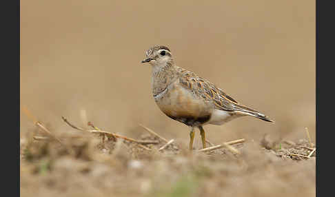 Mornellregenpfeifer (Charadrius morinellus)