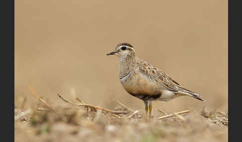 Mornellregenpfeifer (Charadrius morinellus)