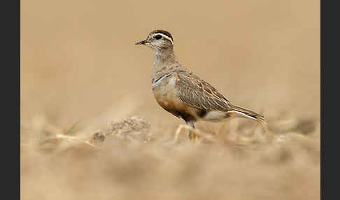 Mornellregenpfeifer (Charadrius morinellus)