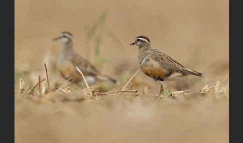 Mornellregenpfeifer (Charadrius morinellus)