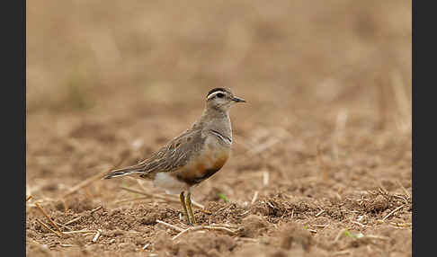 Mornellregenpfeifer (Charadrius morinellus)