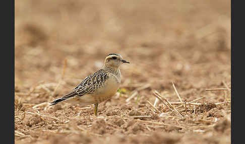 Mornellregenpfeifer (Charadrius morinellus)