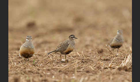 Mornellregenpfeifer (Charadrius morinellus)