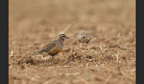 Mornellregenpfeifer (Charadrius morinellus)