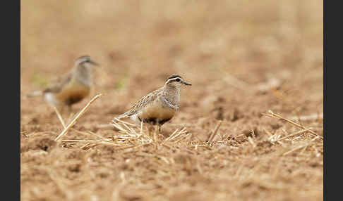 Mornellregenpfeifer (Charadrius morinellus)