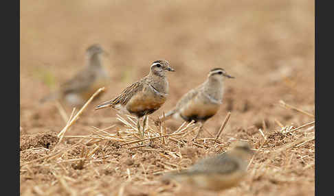 Mornellregenpfeifer (Charadrius morinellus)