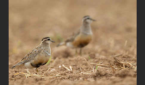 Mornellregenpfeifer (Charadrius morinellus)