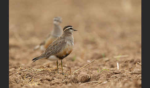 Mornellregenpfeifer (Charadrius morinellus)