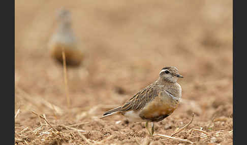 Mornellregenpfeifer (Charadrius morinellus)