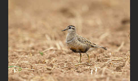 Mornellregenpfeifer (Charadrius morinellus)