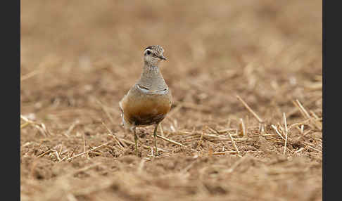 Mornellregenpfeifer (Charadrius morinellus)