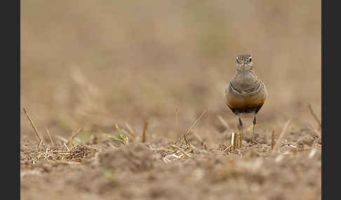 Mornellregenpfeifer (Charadrius morinellus)