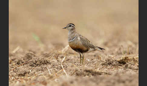 Mornellregenpfeifer (Charadrius morinellus)