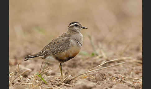 Mornellregenpfeifer (Charadrius morinellus)