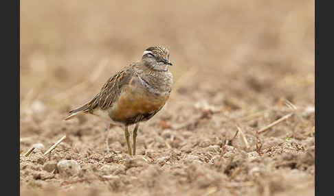 Mornellregenpfeifer (Charadrius morinellus)