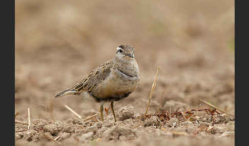 Mornellregenpfeifer (Charadrius morinellus)