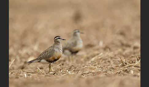 Mornellregenpfeifer (Charadrius morinellus)