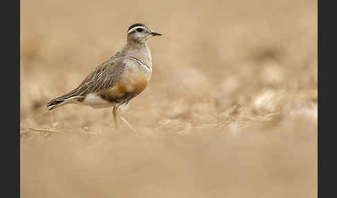 Mornellregenpfeifer (Charadrius morinellus)