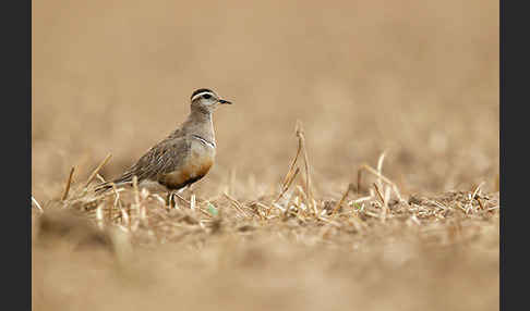 Mornellregenpfeifer (Charadrius morinellus)