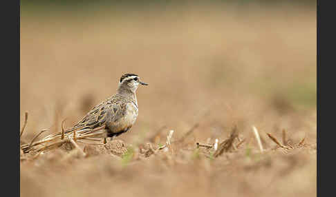 Mornellregenpfeifer (Charadrius morinellus)