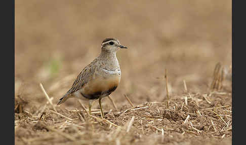 Mornellregenpfeifer (Charadrius morinellus)