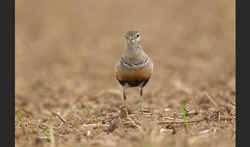 Mornellregenpfeifer (Charadrius morinellus)