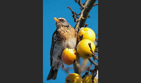 Wacholderdrossel (Turdus pilaris)