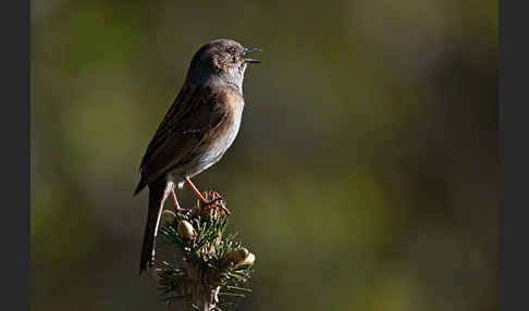 Heckenbraunelle (Prunella modularis)