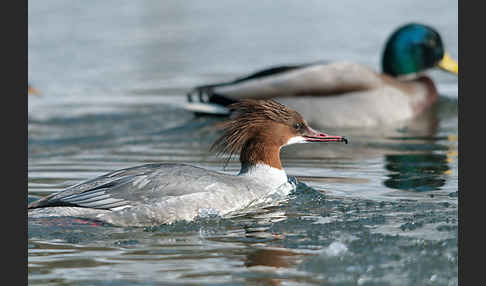 Stockente (Anas platyrhynchos)