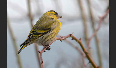 Erlenzeisig (Carduelis spinus)