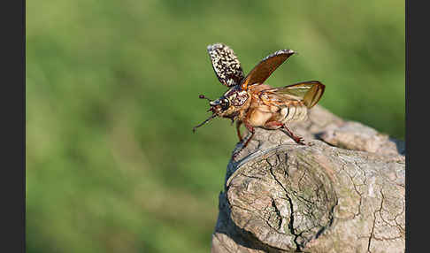 Walker (Polyphylla fullo)