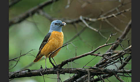 Steinrötel (Monticola saxatilis)