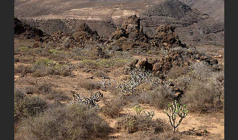 Lanzarote (Kanarische Inseln)