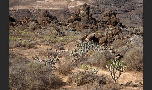 Lanzarote (Kanarische Inseln)