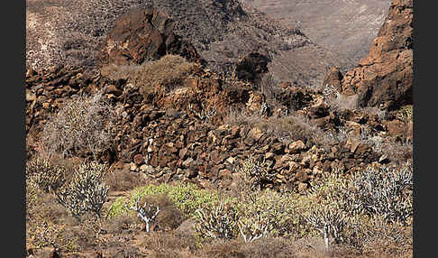 Lanzarote (Kanarische Inseln)