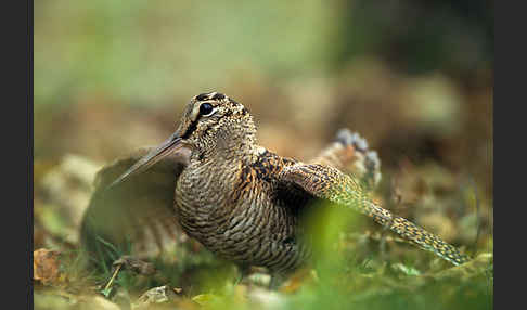 Waldschnepfe (Scolopax rusticola)