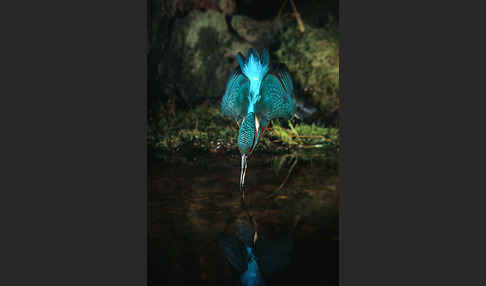 Eisvogel (Alcedo atthis)