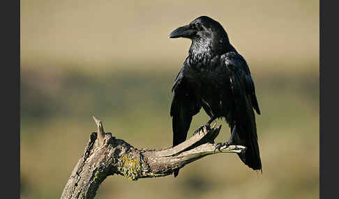 Kolkrabe (Corvus corax)