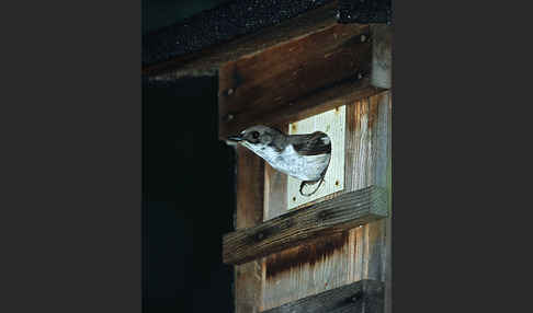 Trauerschnäpper (Ficedula hypoleuca)