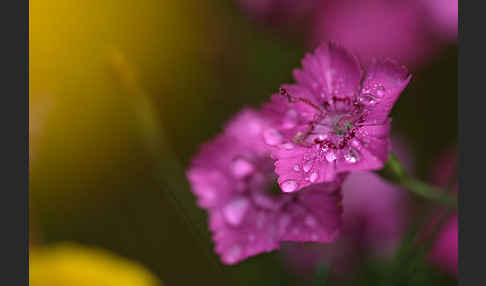 Heide-Nelke (Dianthus deltoides)